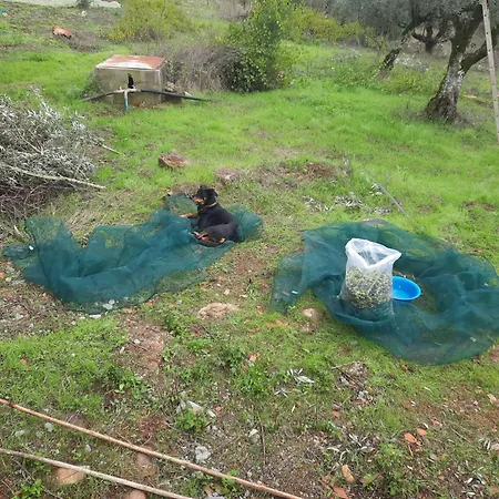 Casa Emilia Holiday home Ferreira do Zezere